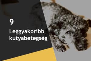 Read more about the article A 9 leggyakoribb kutyákat sújtó probléma