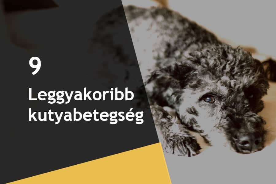 You are currently viewing A 9 leggyakoribb kutyákat sújtó probléma