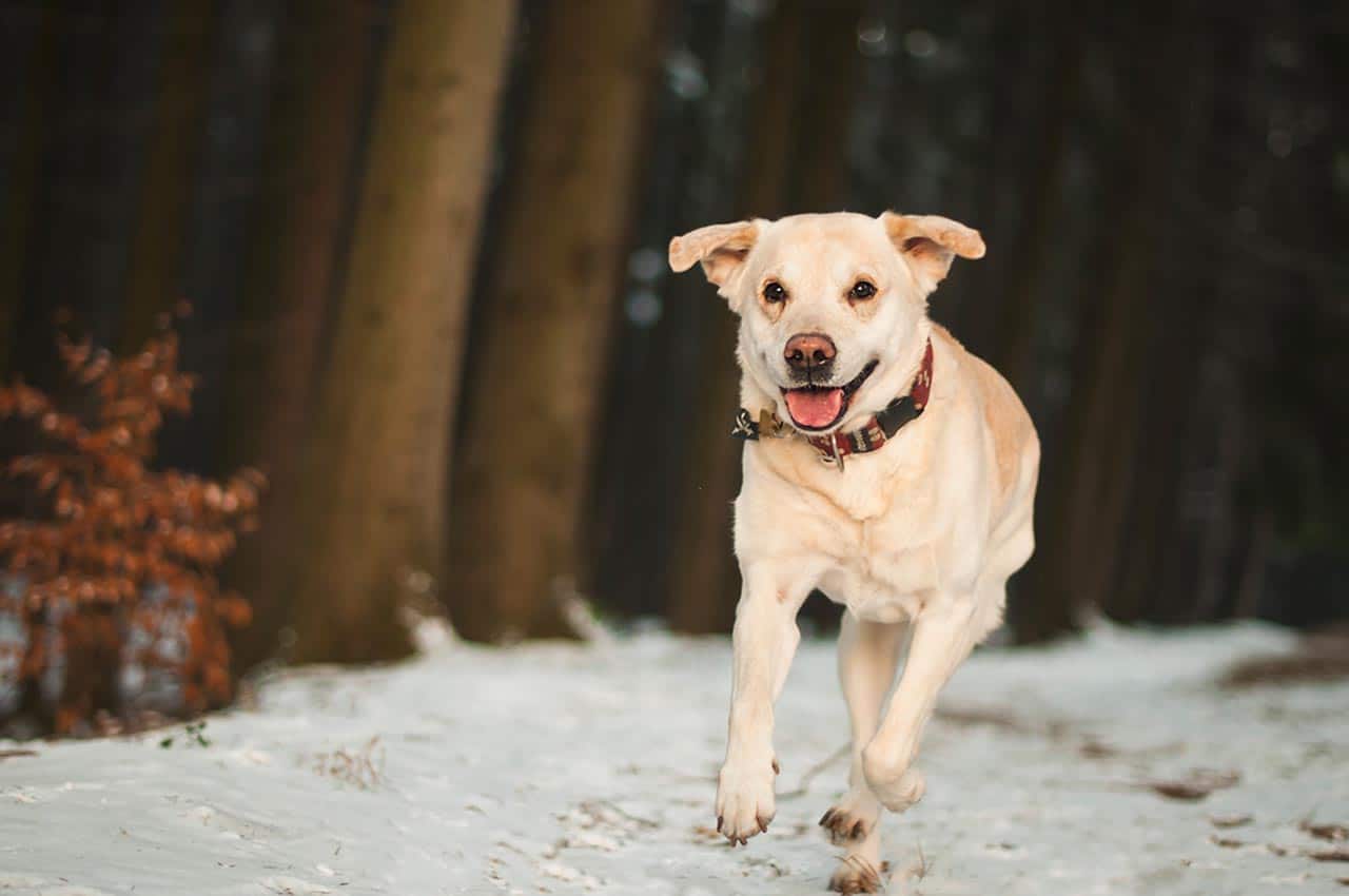 You are currently viewing A 11 legjobb kutyafajta azoknak akik szeretnek futni