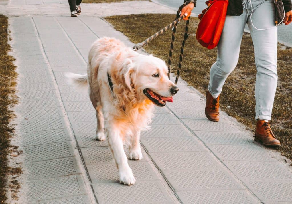 Futás kutyával - Golden retriever