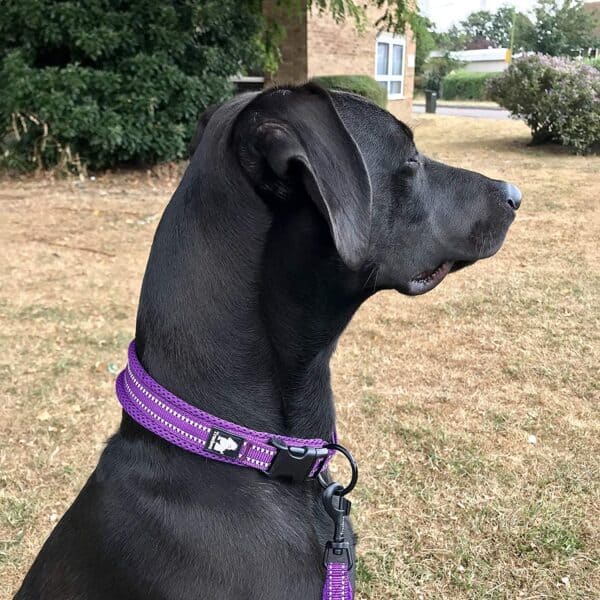 lila nyakörv fekete kutyán oldalról