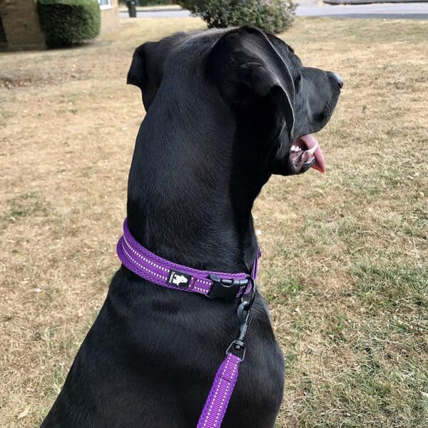 lila nyakörv fekete kutyán