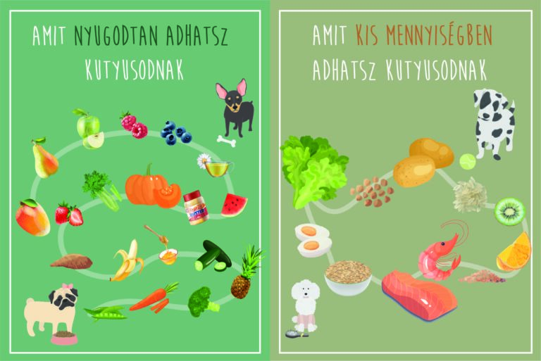 Read more about the article Mit ehet a kutya? Milyen ételeket adhatunk kutyusunknak?